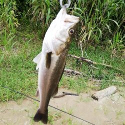 久々のいいサイズ