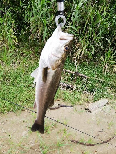 久々のいいサイズ