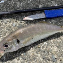 綺麗な銀ピカチヌ