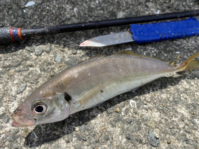 綺麗な銀ピカチヌ