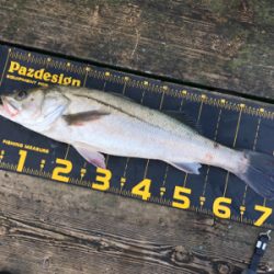 はとう渡船で沖筏