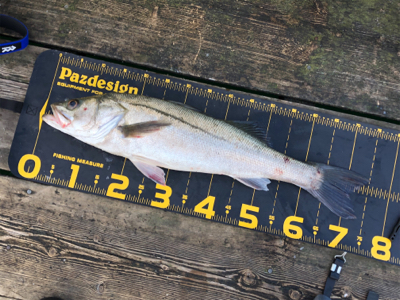 はとう渡船で沖筏