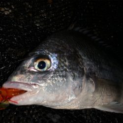 サイズが落ちてきたチニング