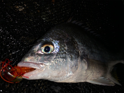 サイズが落ちてきたチニング