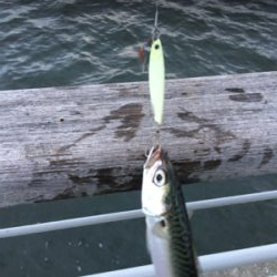 コスモはサバｧ