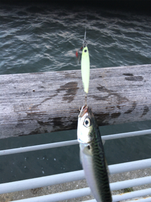 コスモはサバｧ