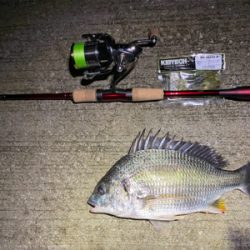 チニング からのシーバス