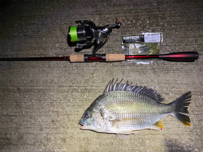 チニング からのシーバス