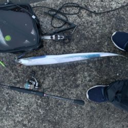 梅雨明けにタチウオ