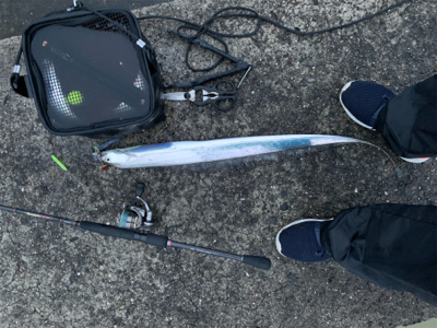 梅雨明けにタチウオ