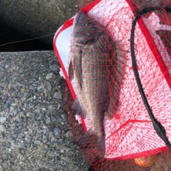 波止フカセ釣り チヌ&グレ