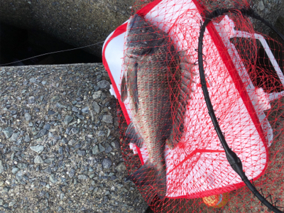 波止フカセ釣り　チヌ&グレ