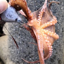 夕方オクトパッシング