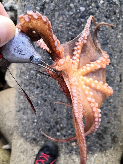 夕方オクトパッシング