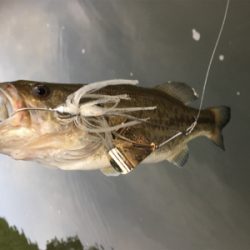 出るものらず。。。