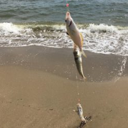 キス釣りたいのに‼️