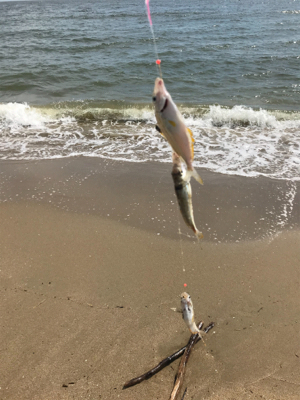 キス釣りたいのに‼️