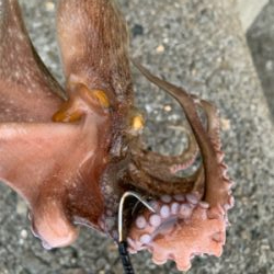 タコ復活してるか?