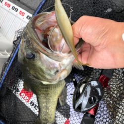 梅雨のブタバス