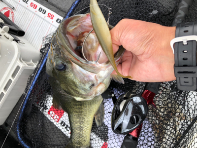 梅雨のブタバス