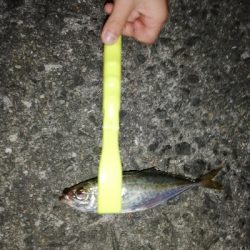 今日はライトタックルで虫ヘッドゲーム