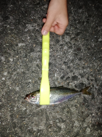 今日はライトタックルで虫ヘッドゲーム