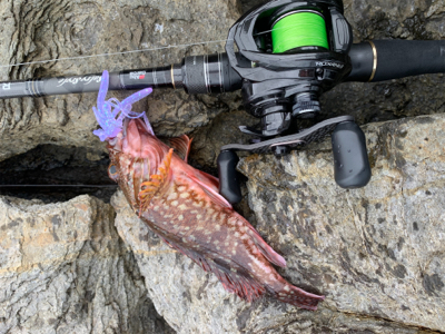 地磯ロック釣行