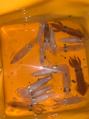 今日もヒイカ②