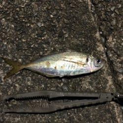 スパテラでアジング