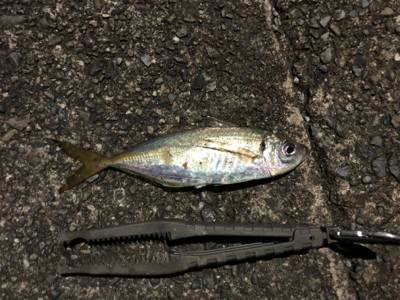 スパテラでアジング