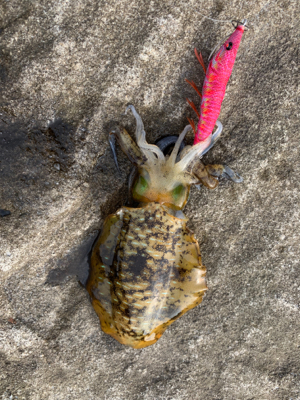 厳しい中なんとか小さい2杯