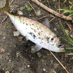 サビキでアジ