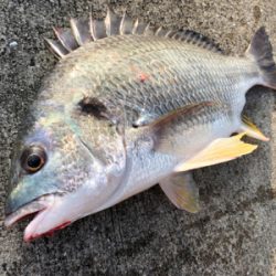 エビ撒き　アタリ渋い