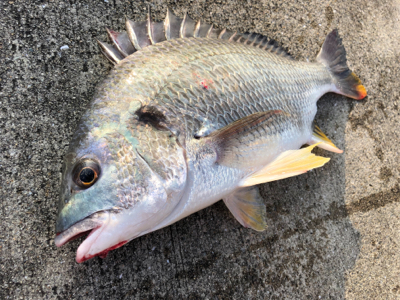 エビ撒き　アタリ渋い