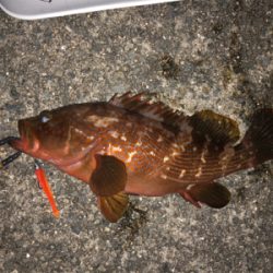 アコウ+ガシラ祭りを堪能しました