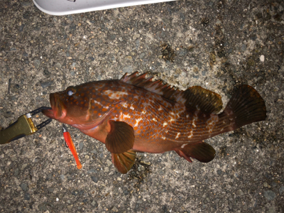 アコウ+ガシラ祭りを堪能しました