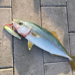 ツバスやや回遊♪