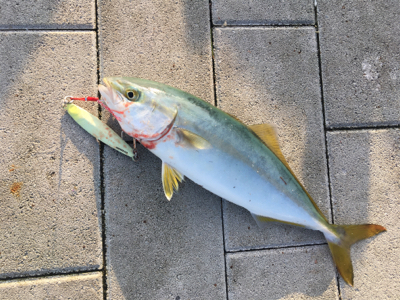 ツバスやや回遊♪