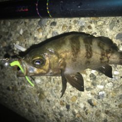 メバルは裏切らないσ(^_^;)