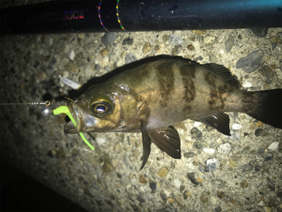 メバルは裏切らないσ(^_^;)