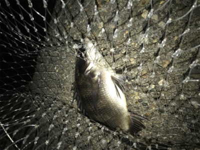 久しぶりに夜釣り