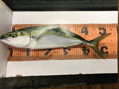 ショアジギング