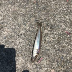 キスを求めて吉良サンライズパーク‼️