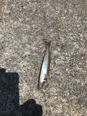 キスを求めて吉良サンライズパーク‼️