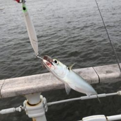 ツバスが釣れているとの事で‥