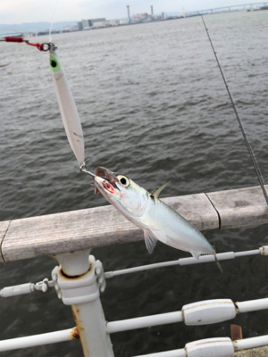 ツバスが釣れているとの事で‥
