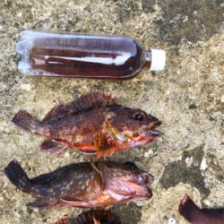 久しぶりのガシラ釣り