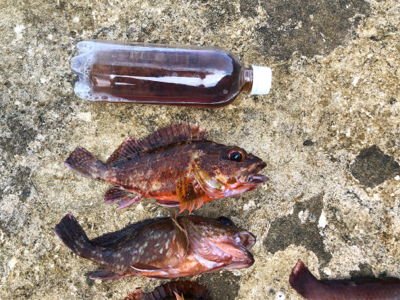 久しぶりのガシラ釣り