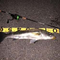 ナイトチニング