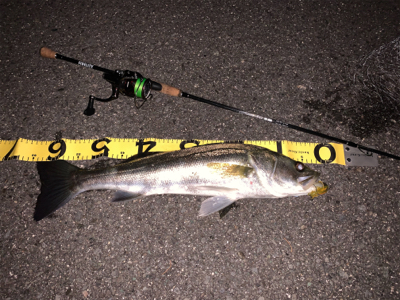 ナイトチニング